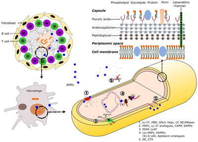 Host Antimicrobial Peptides: The Promise of New Treatment Strategies against Tuberculosis